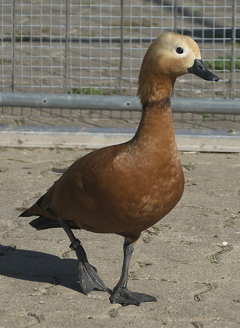 正是她在乒